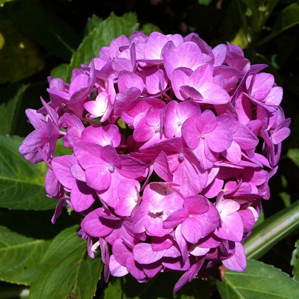 hortensias